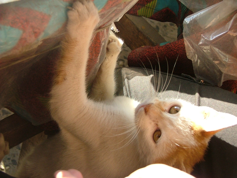 亚历山大的埃及猫