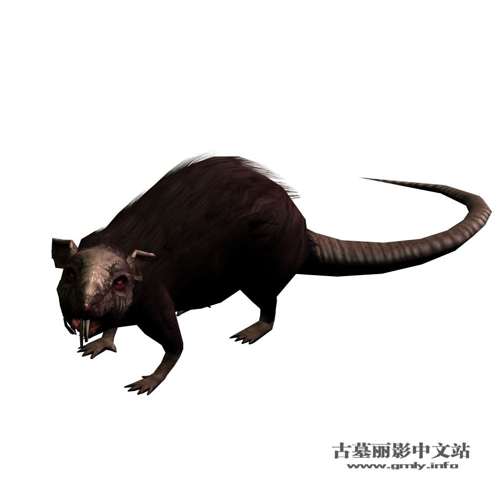 周年