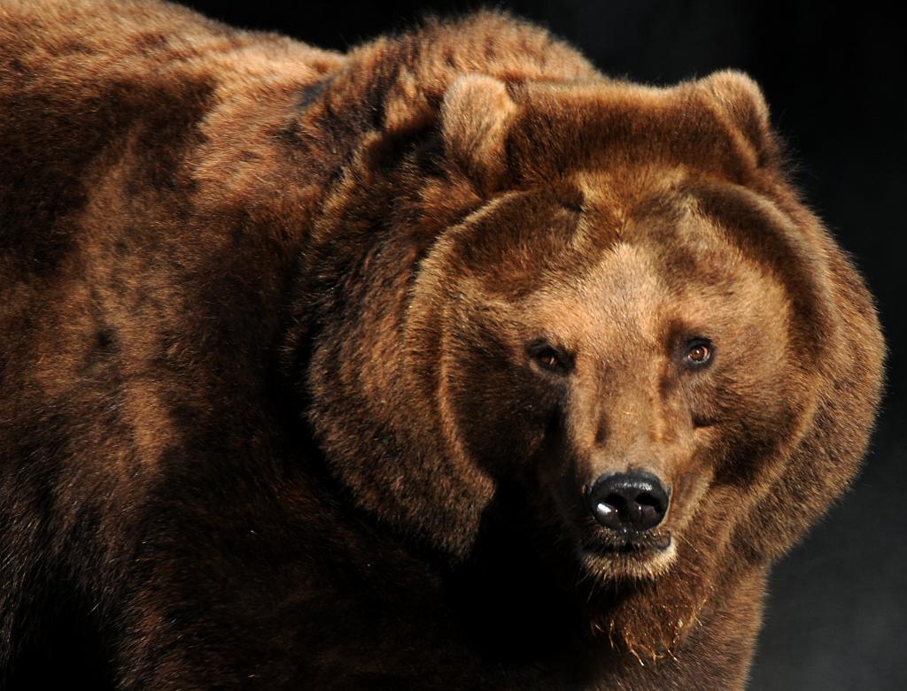 文件:Bear-real.jpg