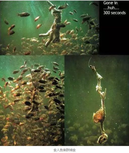 文件:Fish-eat-ani.jpg