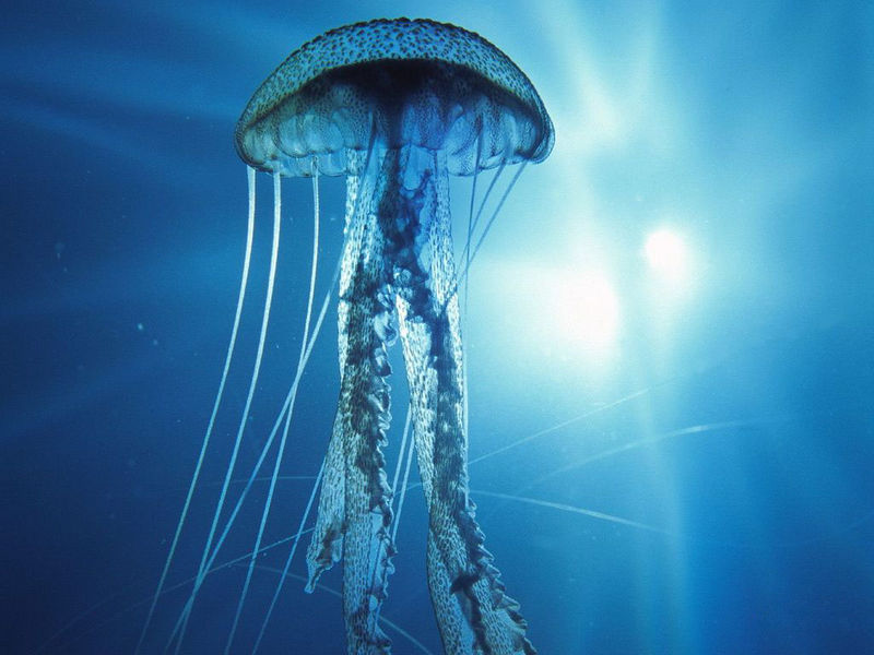 水母