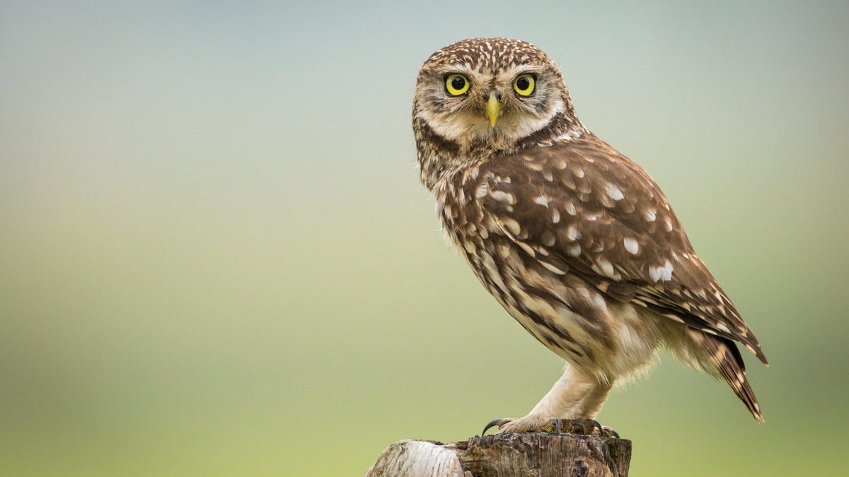 “as wise as an owl”之owl本尊