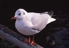 文件:Tokyo bird.jpg